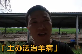 农村养羊土办法不光防病还能治病，老辈人传下来的经验，不妨试试视频封面