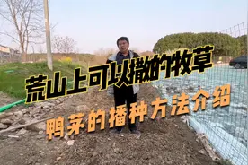 多年生的放牧草，鸭茅可以收割，也可以放牧，耐贫瘠、耐寒耐阴~视频封面