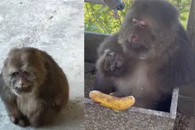 独臂老猴在寺院生活20年，吃香蕉嗑瓜子慈眉善目：从不抢香客东西视频封面