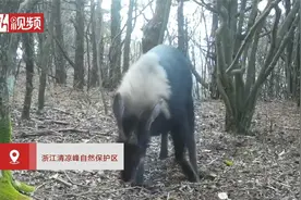 “四不像”现身浙江清凉峰视频封面