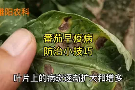 防治番茄早疫病有技巧，用好这连招，能保一季不发生视频封面