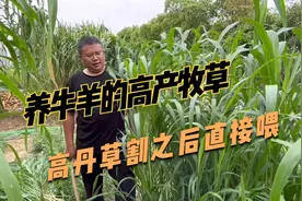 牛羊青饲牧草，高丹草种植成本低，年收割4~6茬，生长快，育肥好视频封面
