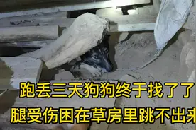 走丢三天的狗狗终于在破草房里找到了，原来是腿受伤爬不出房子了视频封面
