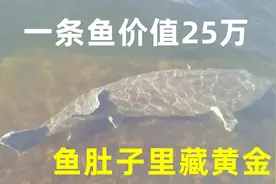 一条鱼价值25万，鱼肚子里藏“黄金”，东北老汉年赚千万财富视频封面