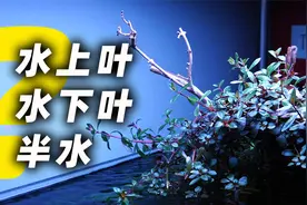 水草科普 | 什么是水上叶、水下叶、半水？？