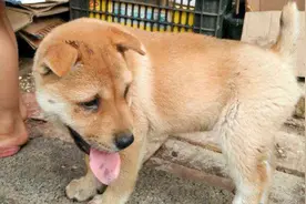 土狗“麒麟尾，贴身靠”，龇嘴獠牙，斗架凶似“虎”视频封面