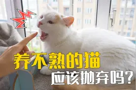 3年都没养熟的猫，应该抛弃吗？视频封面