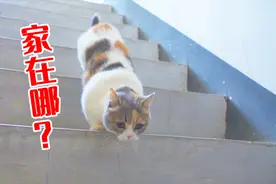 把猫咪丢在陌生的地方，它能找到回家的路吗？视频封面