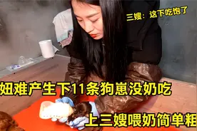 虎妞难产生下11条狗崽没奶吃，上三嫂喂奶简单粗暴，小狗吃的得胃视频封面
