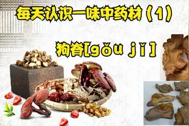 每天认识一味中药材（1）狗脊：蚌壳蕨科植物金毛狗脊的干燥根茎视频封面