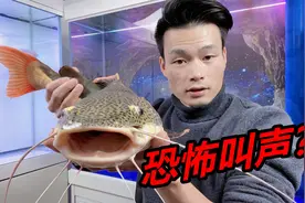 据说招财猫鱼会发出叫声，并且声音相当恐怖，到底是不是真的视频封面