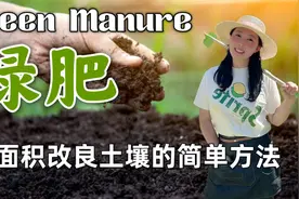 绿肥：大面积改良土壤的简单有效的方法视频封面