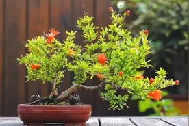 盆栽小石榴，稍微修剪一下，还能养成“硕果小老桩”，越看越好看视频封面