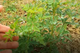 月季、蔷薇得了白粉病，不要相信那些土办法，赶紧用这种药喷一喷