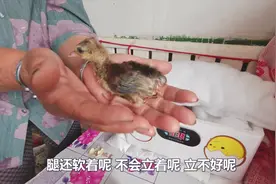 历经28天孔雀终于出壳了，原来刚孵出来的小孔雀长这样，长见识了视频封面