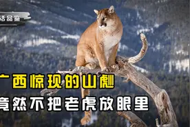 广西惊现“神秘”山彪，老虎见了都要礼让三分，它到底有多恐怖？视频封面