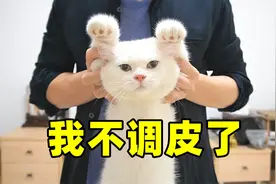 猫咪调皮，不要扔！可以这样修好视频封面