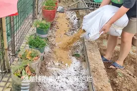阳台种菜土质差土不够，教你一招，土壤肥沃，土也越来越多视频封面