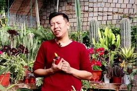 系统的教你栽培风信子，水培花后别扔，掌握技巧明年还能开花！视频封面