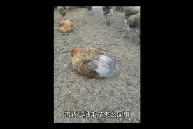 鸡背上的毛秃了什么原因鸡背上掉毛是怎么回事鸡背上脱毛怎么治疗视频封面