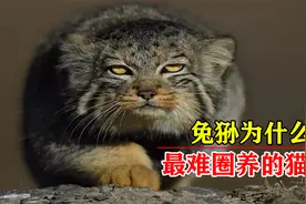 兔狲外表呆萌憨厚，为何是最难圈养的猫科？国内仅一家动物园饲养视频封面