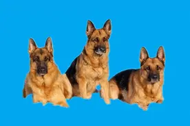 三种德国牧羊犬品系视频封面