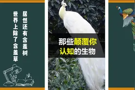 世界上除了含羞草，还有“含羞树”？分享大家艾特我的神奇生物