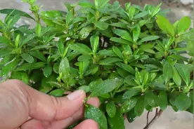 交作业：杜鹃花叶斑病，黑叶斑病，用了两次它，效果如何了？视频封面