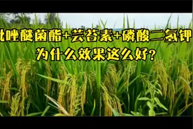 吡唑醚菌酯+芸苔素+磷酸二氢钾！为什么效果这么好？视频封面