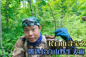 发财了遇长白山野生天麻，去年雪小都冻死了，今年像砖石一样珍贵视频封面