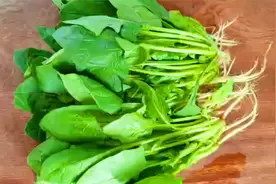 秋冬担心长肉，试试菠菜这样做，减脂瘦身又养颜润肤，看一眼就会视频封面