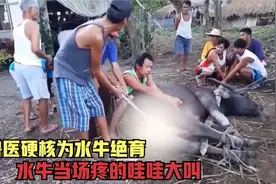 越南兽医给牛做绝育，被牛一脚踹飞视频封面