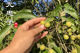 “无患子”用途有很多！还能做天然清洁剂，大家不妨了解下视频封面