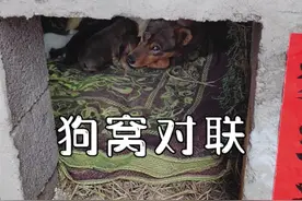 这马上过年了，大伙喊我给狗窝整副对联，这就来了！#过年氛围提前搞起来了 视频封面