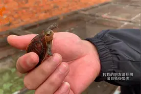 黄缘龟苗眼睛睁不开是怎么回事「龟谷鳖老」视频封面