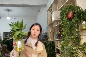 小七给办公室买绿植，挑来挑去总是怕养不活，最后还是选择这几种视频封面