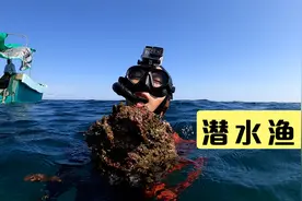 阿镭跟小伙伴去七州岛潜水钓鱼，全是值钱好货，漠叔都来蹭吃了视频封面