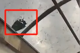 广州路边绿化芒果树枝掉落，砸穿住户雨棚视频封面