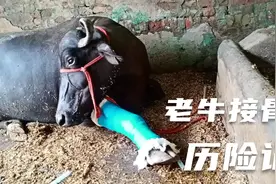 老牛的腿折了，站立不起来，主人不得已亲自为它接骨！