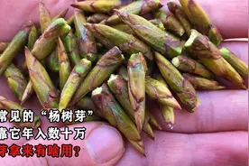 农村常见的“杨树芽”，有人靠它年入数十万，杨树芽拿来有啥用？视频封面