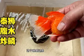 发现一条泰狮金鱼腹水，炸鳞，隔离，盐水消毒，有什么办法治疗？