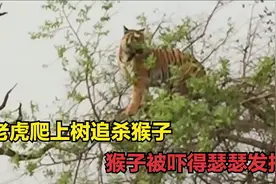 老虎爬上树追杀猴子，猴子被吓得瑟瑟发抖，最终它能否逃过一劫？视频封面
