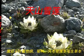 天山雪莲具有活血通络、散寒除湿、滋阴壮阳等功效，可治一切寒症视频封面