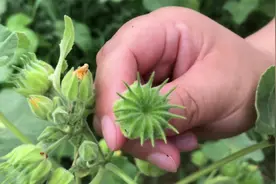农村常见的这种植物，可做麻绳、麻袋，竟然还可以榨油吃视频封面