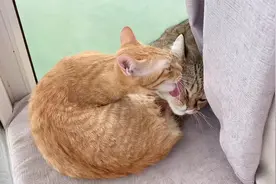 天气太冷，二只猫咪撇开主人抱一起互相取暖，主人：终究是错付了视频封面