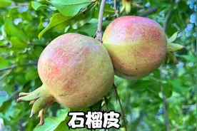 石榴皮千万别扔掉，用水一煮，用途厉害了，看看有啥好？视频封面