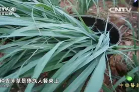 有着柠檬味的香茅草，不仅能做烤鱼美食，还有除风湿通经络的功效视频封面