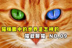 【猫叔聊猫】你们知道猫咪眼中的世界是怎样的吗视频封面