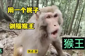用一个桃子，驯服一个猴王视频封面
