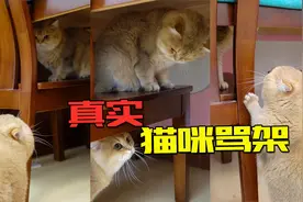 猫咪骂架对手疯狂输出，不理它气死对手！视频封面